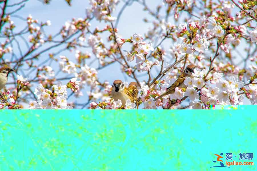 2017日本櫻花已經(jīng)開了，你造嗎？？