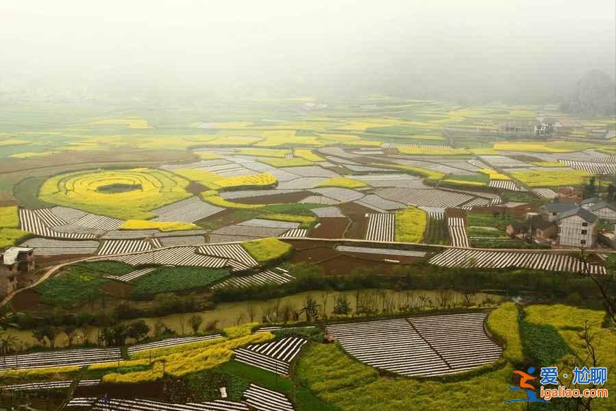 貴州油菜花景點在哪里，貴州5大賞油菜花圣地？