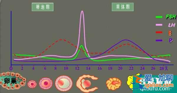 試管激素六項的檢查項目和臨床意義是什么？？
