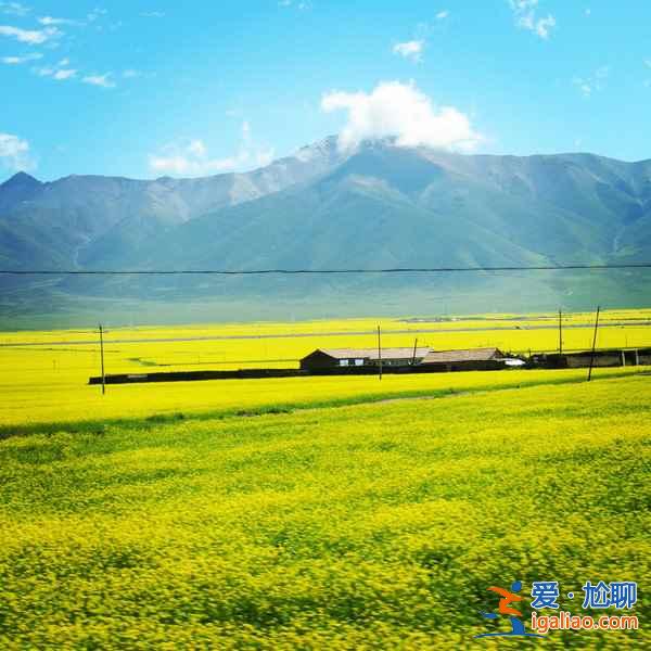 蘭新鐵路穿越甘肅油菜花海,被贊“7月最美高鐵線”!? 蘭新鐵路穿越甘肅油菜花海,被贊“7月最美高鐵線”!?