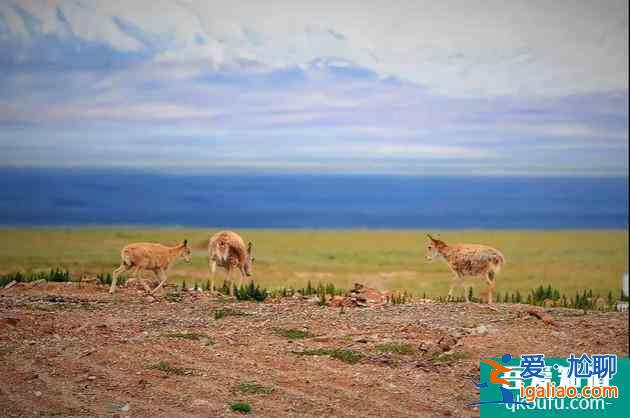 轉發 微博 Qzone 微信 為什么說可可西里無人區很可怕？？