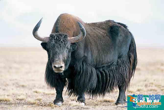 轉發 微博 Qzone 微信 為什么說可可西里無人區很可怕？？