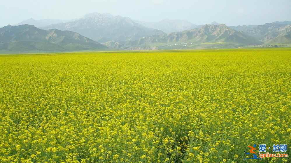 蘭新鐵路穿越甘肅油菜花海,被贊“7月最美高鐵線”!? 蘭新鐵路穿越甘肅油菜花海,被贊“7月最美高鐵線”!?