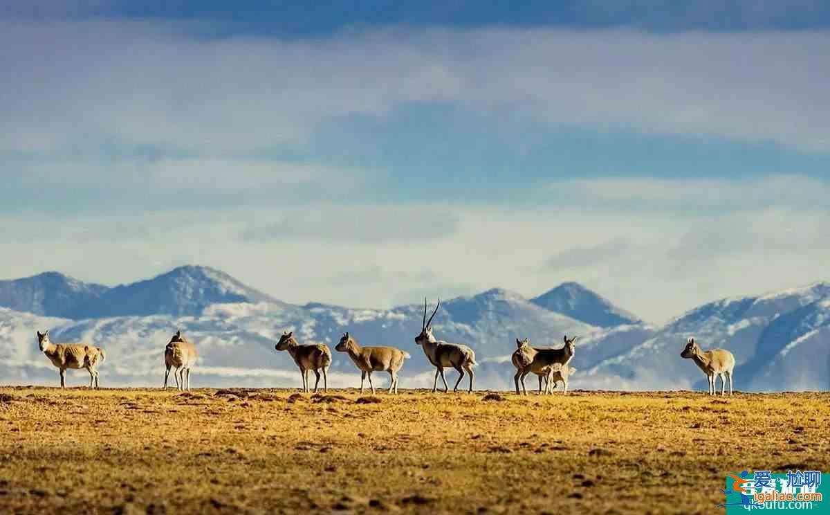 轉發 微博 Qzone 微信 為什么說可可西里無人區很可怕？？