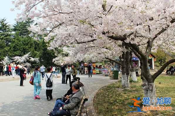 【中國賞櫻圣地】看櫻花,在中國就足夠了!? 【中國賞櫻圣地】看櫻花,在中國就足夠了!?