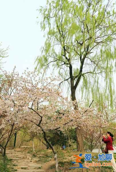 【中國賞櫻圣地】看櫻花,在中國就足夠了!? 【中國賞櫻圣地】看櫻花,在中國就足夠了!?