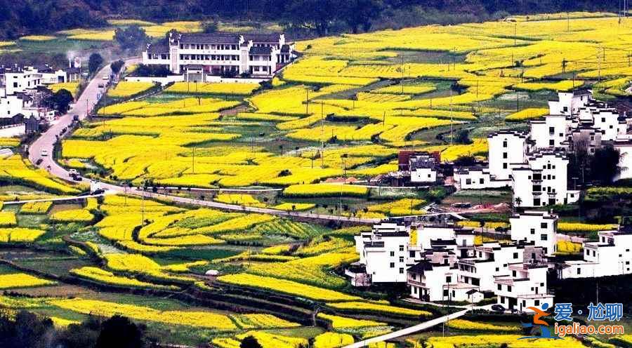 中國賞油菜花地圖，赴一場花田盛宴！？