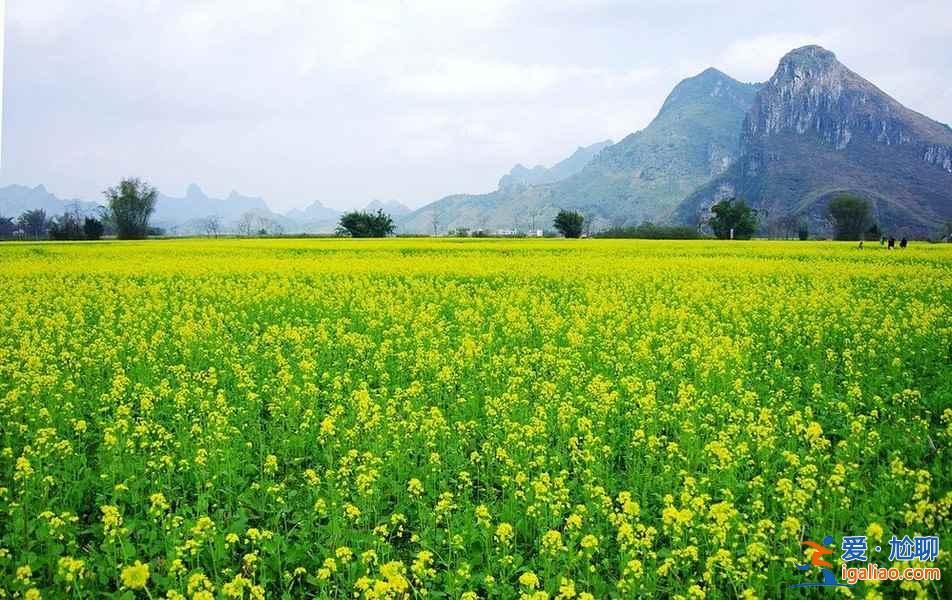 中國賞油菜花地圖，赴一場花田盛宴！？