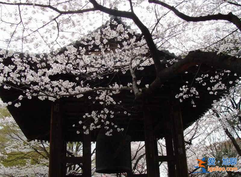 【東京櫻花什么時候開】2017東京櫻花花期+觀賞地+交通指南？