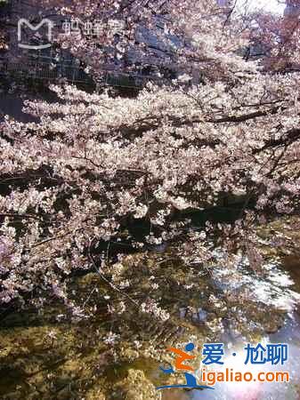 【東京櫻花什么時候開】2017東京櫻花花期+觀賞地+交通指南？