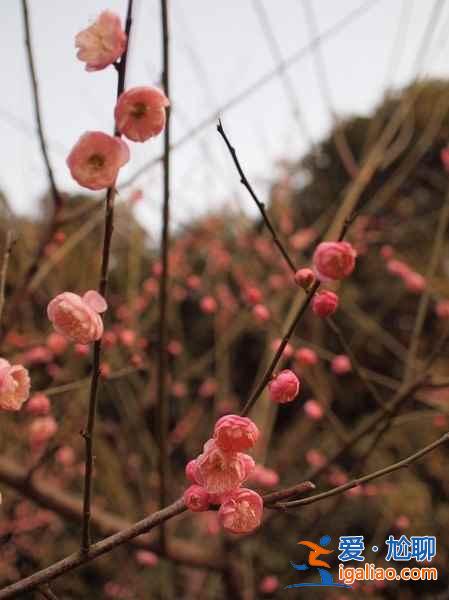 無錫賞花時間表，從春美到冬？