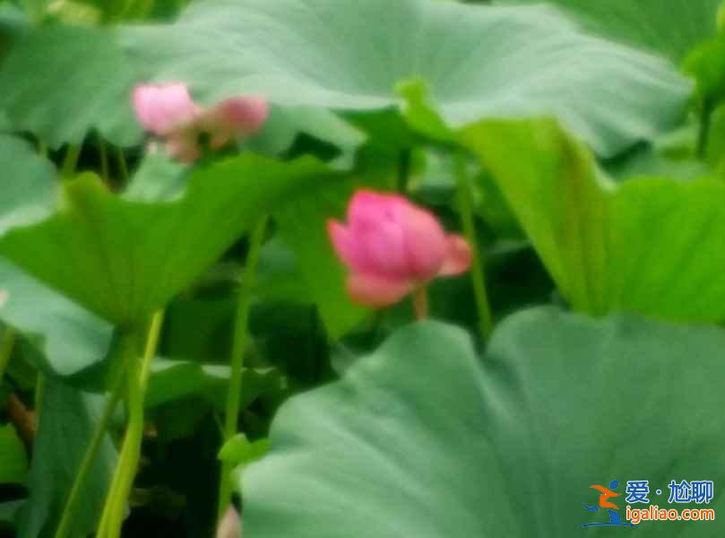 無錫賞花時間表，從春美到冬？