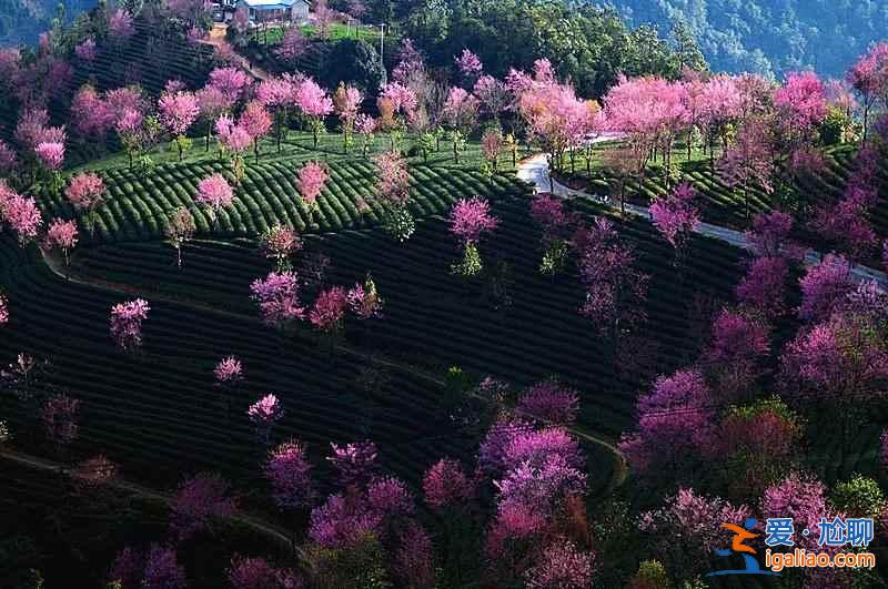 中國(guó)有個(gè)地方,櫻花開(kāi)的比日本還早!? 中國(guó)有個(gè)地方,櫻花開(kāi)的比日本還早!?