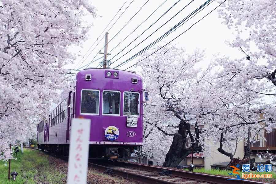 【嵐山櫻花隧道在哪】嵐山櫻花隧道怎么坐車,與嵐山小火車有什么差別? 【嵐山櫻花隧道在哪】嵐山櫻花隧道怎么坐車,與嵐山小火車有什么差別?