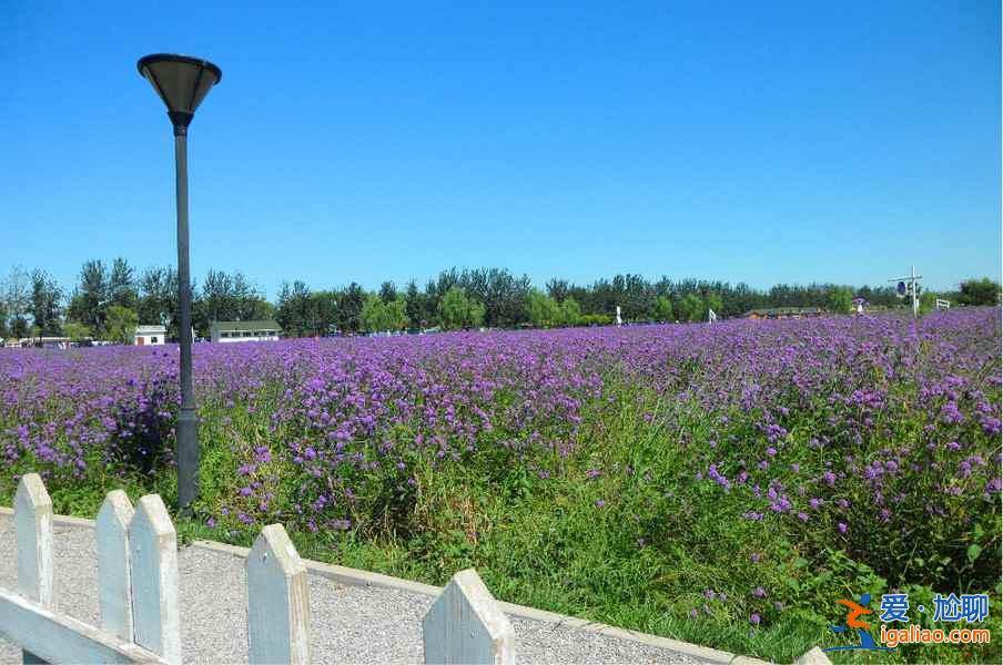 江寧谷里薰衣草在哪，江寧谷里薰衣草怎么去？