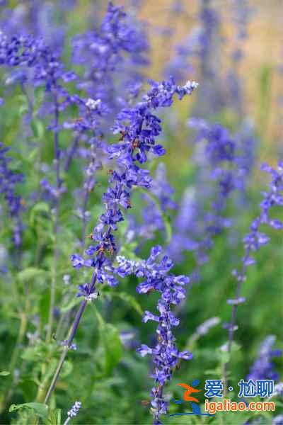 2018南京薰衣草莊園什么時候開花，南京薰衣草莊園花期？