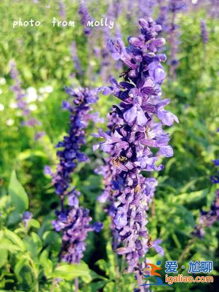 2018南京薰衣草莊園什么時候開花，南京薰衣草莊園花期？