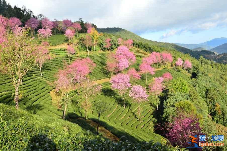 中國(guó)有個(gè)地方,櫻花開(kāi)的比日本還早!? 中國(guó)有個(gè)地方,櫻花開(kāi)的比日本還早!?