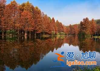 2018南京薰衣草莊園什么時候開花，南京薰衣草莊園花期？