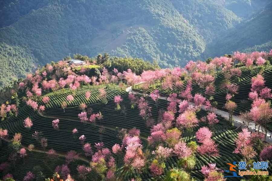 中國(guó)有個(gè)地方,櫻花開(kāi)的比日本還早!? 中國(guó)有個(gè)地方,櫻花開(kāi)的比日本還早!?