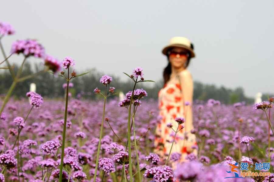 2018南京薰衣草莊園什么時候開花，南京薰衣草莊園花期？