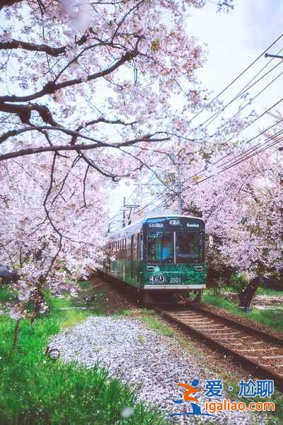 【嵐山櫻花隧道在哪】嵐山櫻花隧道怎么坐車,與嵐山小火車有什么差別? 【嵐山櫻花隧道在哪】嵐山櫻花隧道怎么坐車,與嵐山小火車有什么差別?