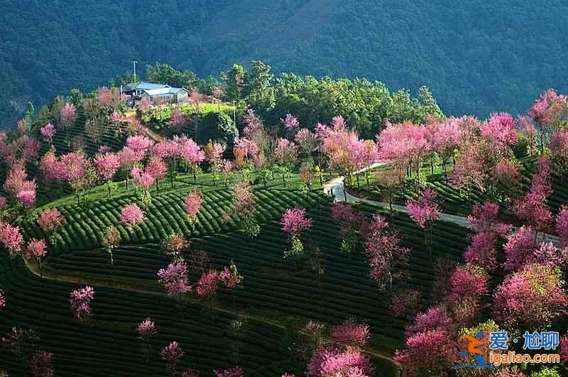 中國(guó)有個(gè)地方,櫻花開(kāi)的比日本還早!? 中國(guó)有個(gè)地方,櫻花開(kāi)的比日本還早!?