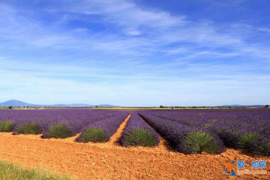江寧谷里薰衣草在哪，江寧谷里薰衣草怎么去？
