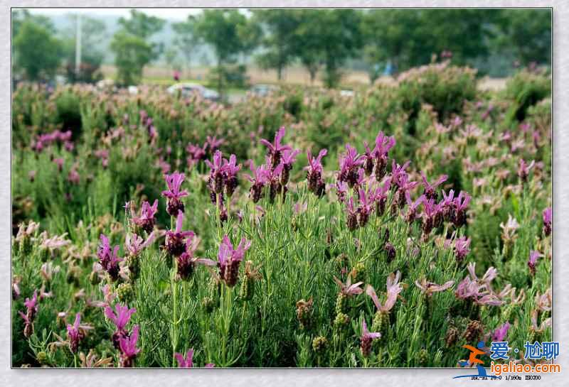 2018南京薰衣草莊園什么時候開花，南京薰衣草莊園花期？