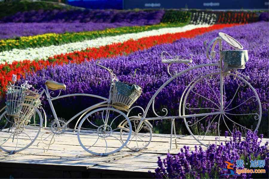 2019北京去哪看薰衣草，2019北京薰衣草賞花地推薦？