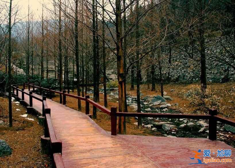 北京臥佛寺櫻花溝花期？