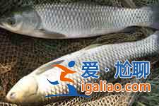 草魚的家常做法？