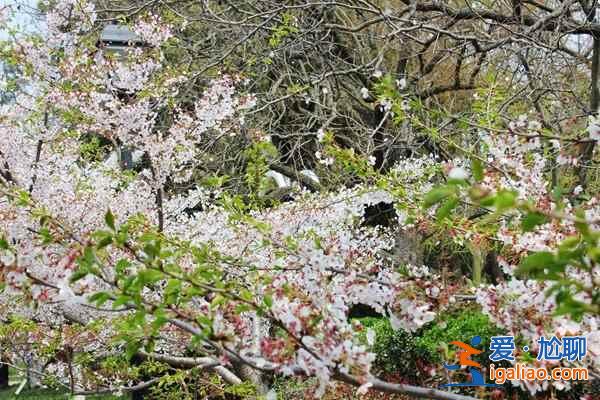 何必去日本，國內7大賞櫻花地等你來！？
