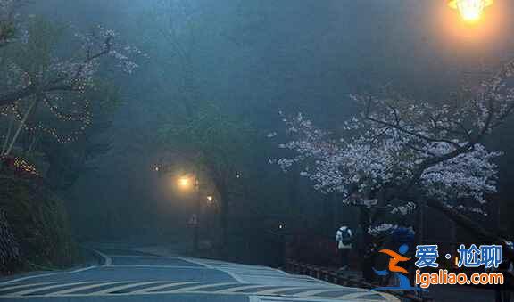 何必去日本，國內7大賞櫻花地等你來！？