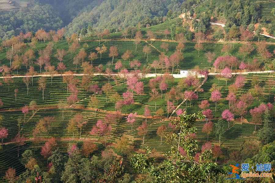 何必去日本，國內7大賞櫻花地等你來！？