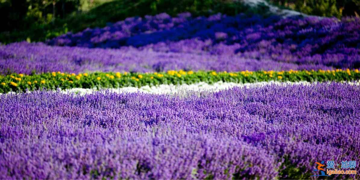 6月,這里就是中國的普羅旺斯,美哭了!? 6月,這里就是中國的普羅旺斯,美哭了!?