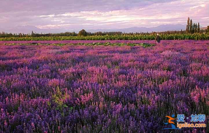 6月,這里就是中國的普羅旺斯,美哭了!? 6月,這里就是中國的普羅旺斯,美哭了!?