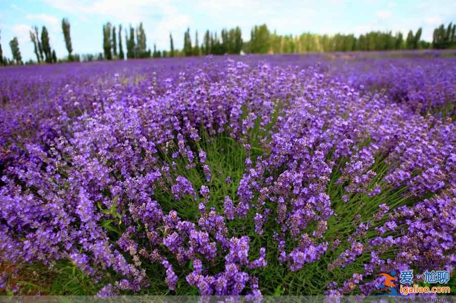 6月,這里就是中國的普羅旺斯,美哭了!? 6月,這里就是中國的普羅旺斯,美哭了!?