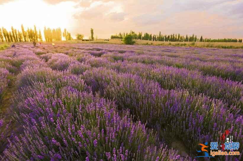 6月,這里就是中國的普羅旺斯,美哭了!? 6月,這里就是中國的普羅旺斯,美哭了!?