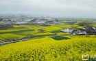 2018全國(guó)最全油菜花時(shí)間表，油菜花開(kāi)放時(shí)間？