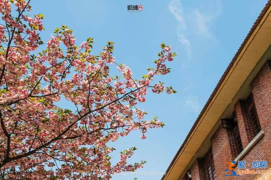 貴州櫻花在哪里,貴陽(yáng)哪里看櫻花? 貴州櫻花在哪里,貴陽(yáng)哪里看櫻花?
