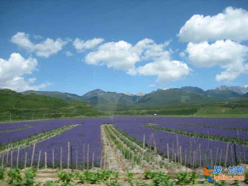 南京薰衣草莊園門票價格,2018南京薰衣草莊園門票多少錢? 南京薰衣草莊園門票價格,2018南京薰衣草莊園門票多少錢?