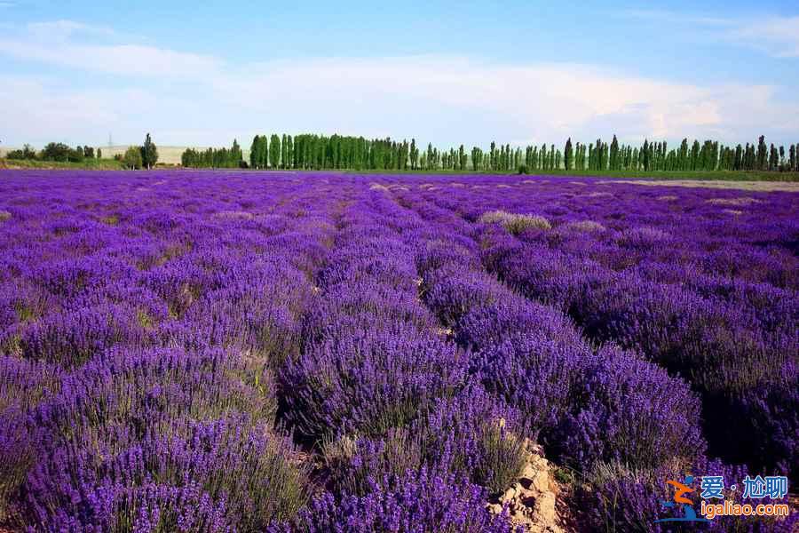 6月,這里就是中國的普羅旺斯,美哭了!? 6月,這里就是中國的普羅旺斯,美哭了!?