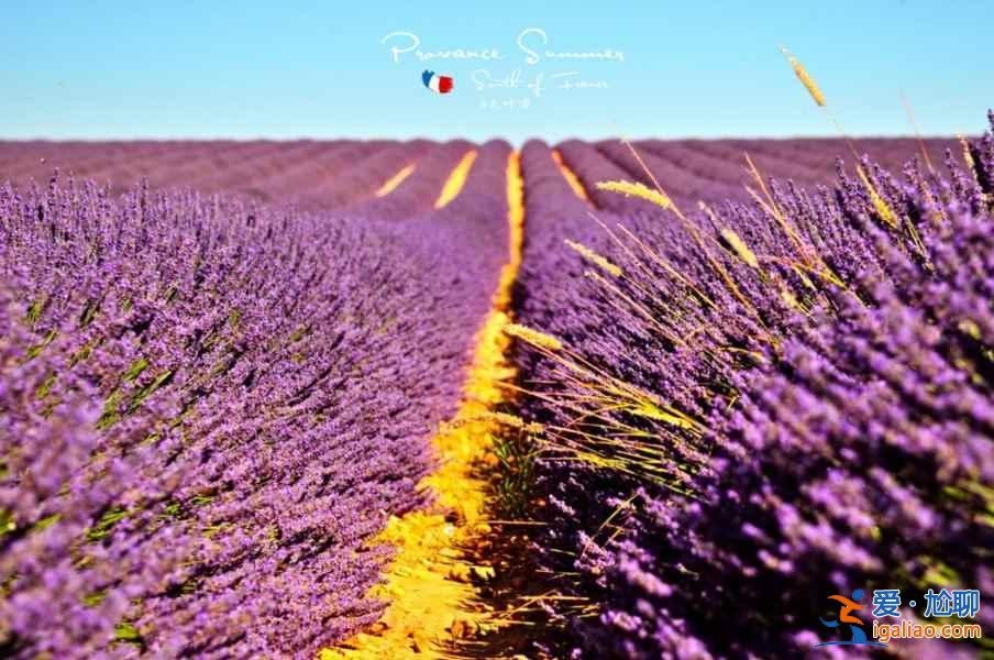 北京去哪里看薰衣草,2018北京看薰衣草地方推薦? 北京去哪里看薰衣草,2018北京看薰衣草地方推薦?