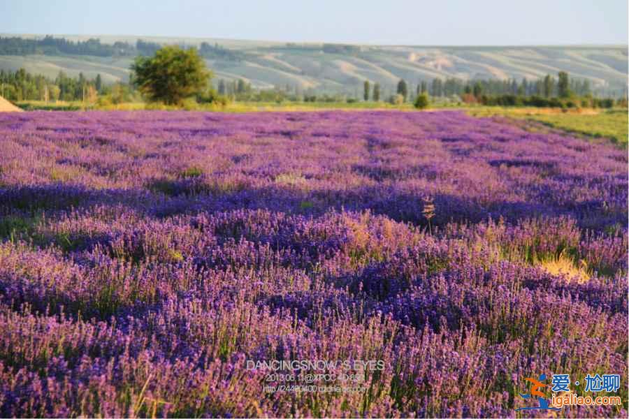 6月,這里就是中國的普羅旺斯,美哭了!? 6月,這里就是中國的普羅旺斯,美哭了!?