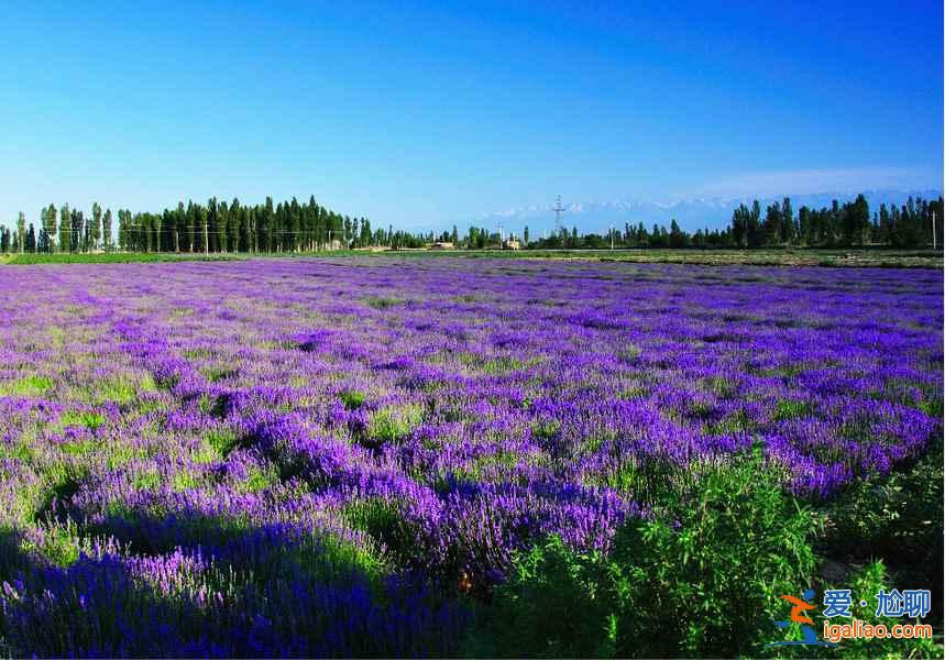 6月,這里就是中國的普羅旺斯,美哭了!? 6月,這里就是中國的普羅旺斯,美哭了!?