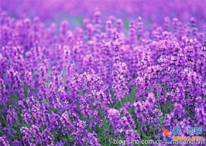 北京去哪里看薰衣草,2018北京看薰衣草地方推薦? 北京去哪里看薰衣草,2018北京看薰衣草地方推薦?