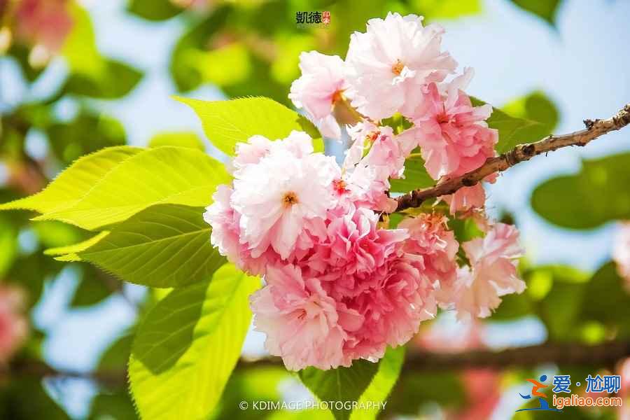 貴州櫻花在哪里,貴陽(yáng)哪里看櫻花? 貴州櫻花在哪里,貴陽(yáng)哪里看櫻花?