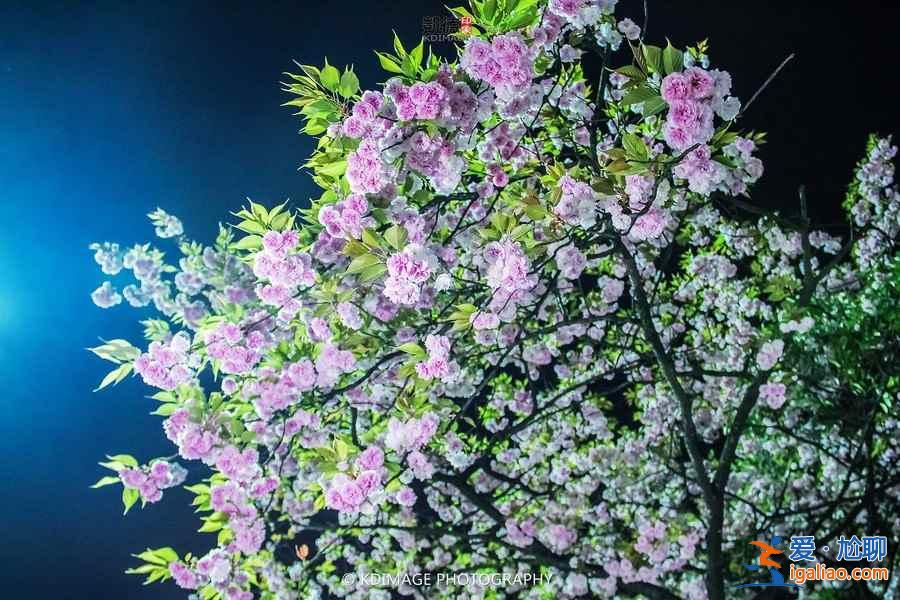 貴州櫻花在哪里,貴陽(yáng)哪里看櫻花? 貴州櫻花在哪里,貴陽(yáng)哪里看櫻花?