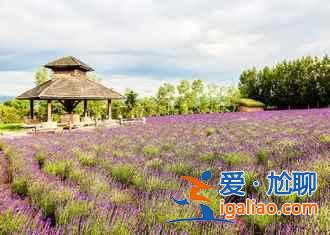 北海道薰衣草花期,2018日本北海道薰衣草最晚開到什么時候? 北海道薰衣草花期,2018日本北海道薰衣草最晚開到什么時候?